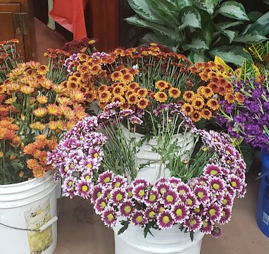 Flowers Etc By Georgia