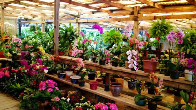 Hirni’s Wayside Garden Florist