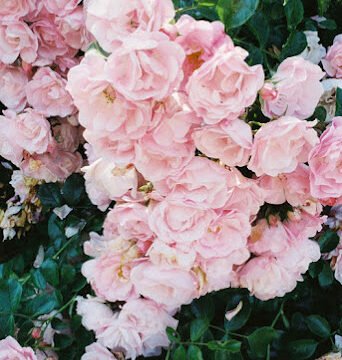 Mia Flowers
